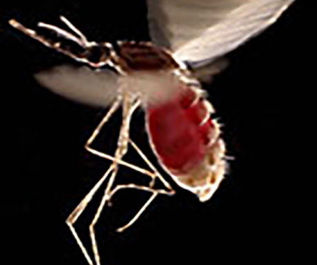 Malaria